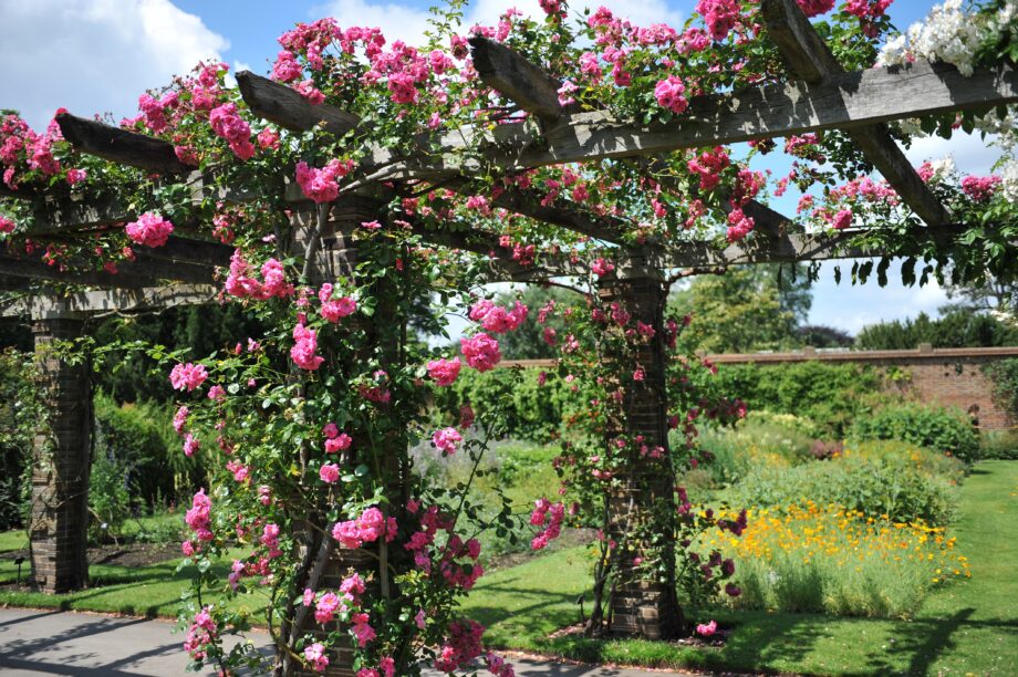 Veel inkijk in de tuin? Op deze 11 manieren kunt u hem afschermen voor meer privacy MAX Vandaag