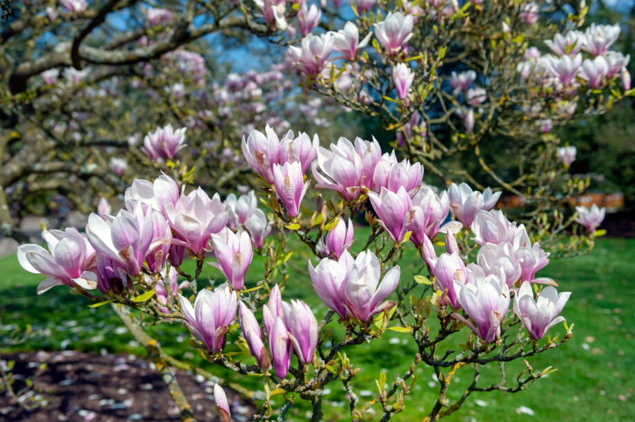 Zo Kunt U Een Magnolia (Beverboom) Snoeien Na De Bloei - MAX Vandaag