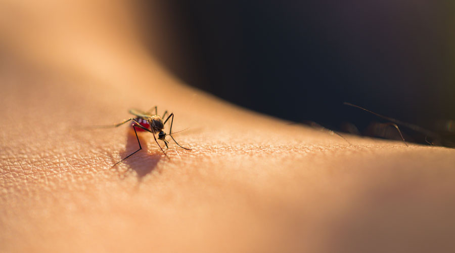 Why do most mosquitoes only bite at night? TIme News